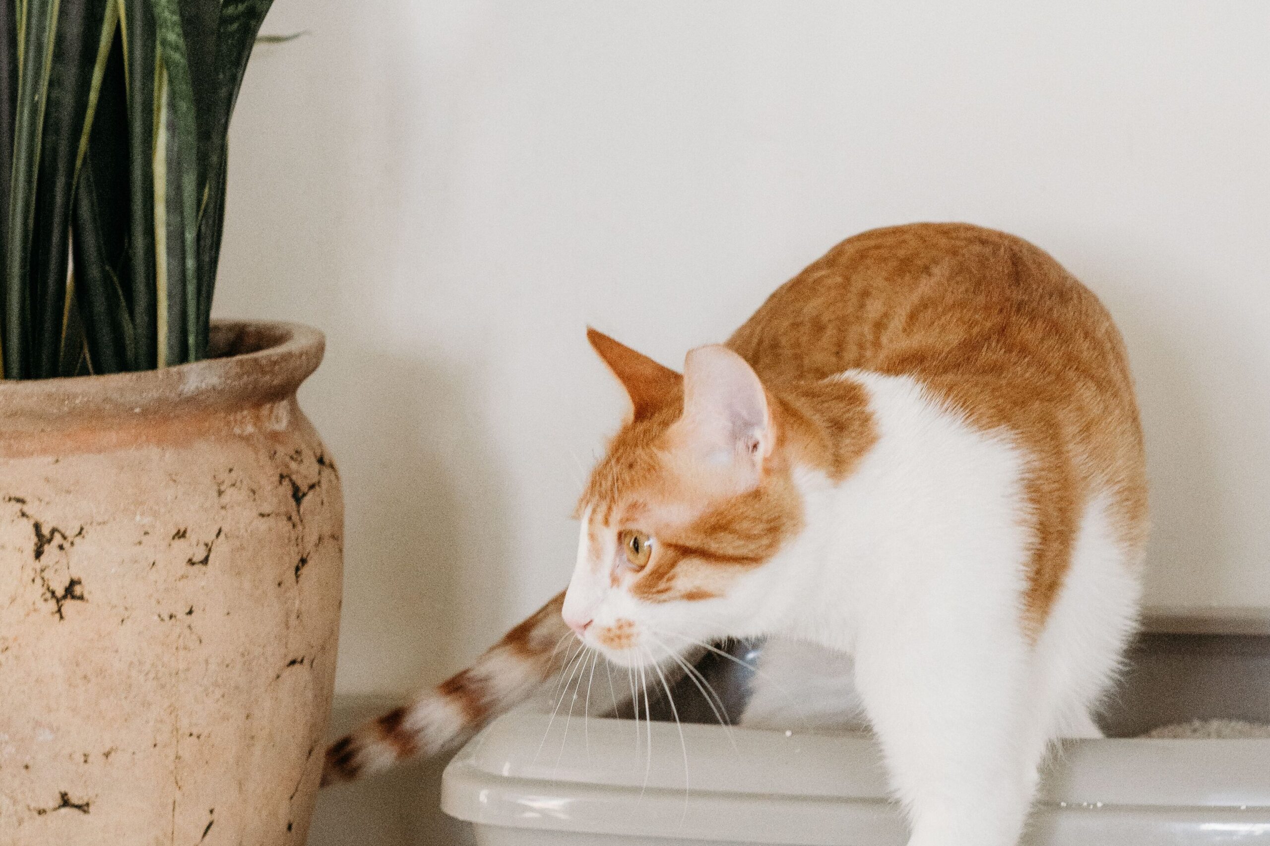 猫用トイレから出てくる猫