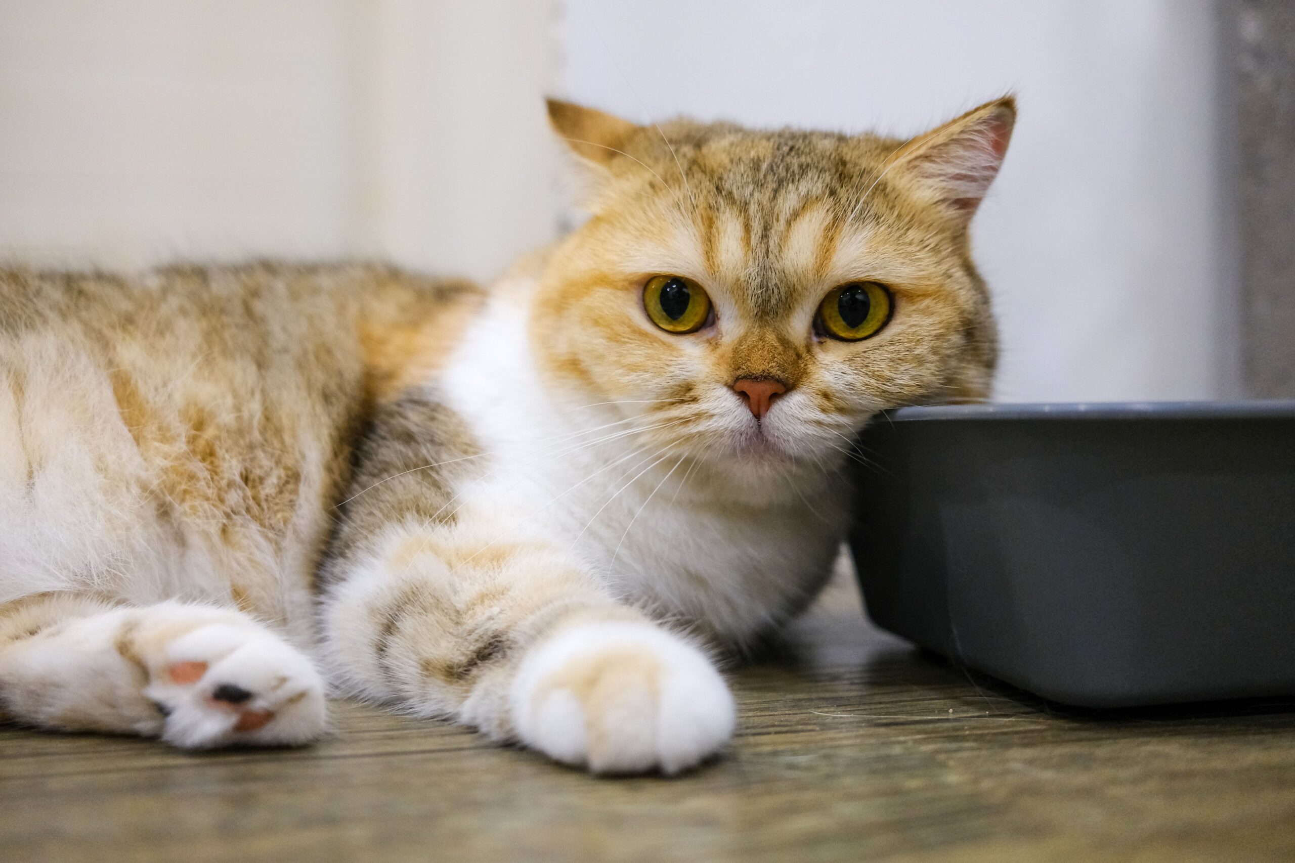 床でくつろぐ猫