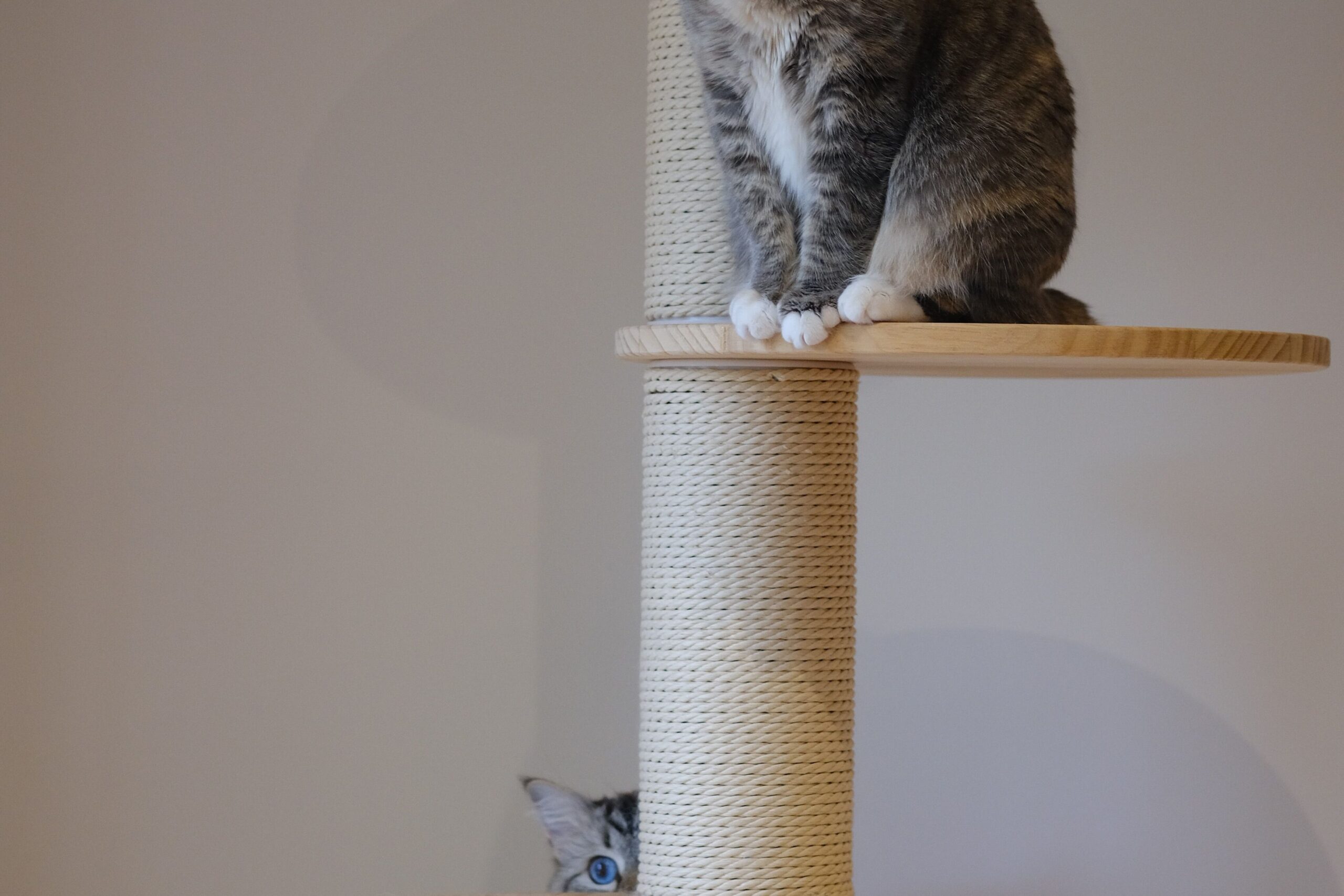 キャットタワーに登る2匹の猫
