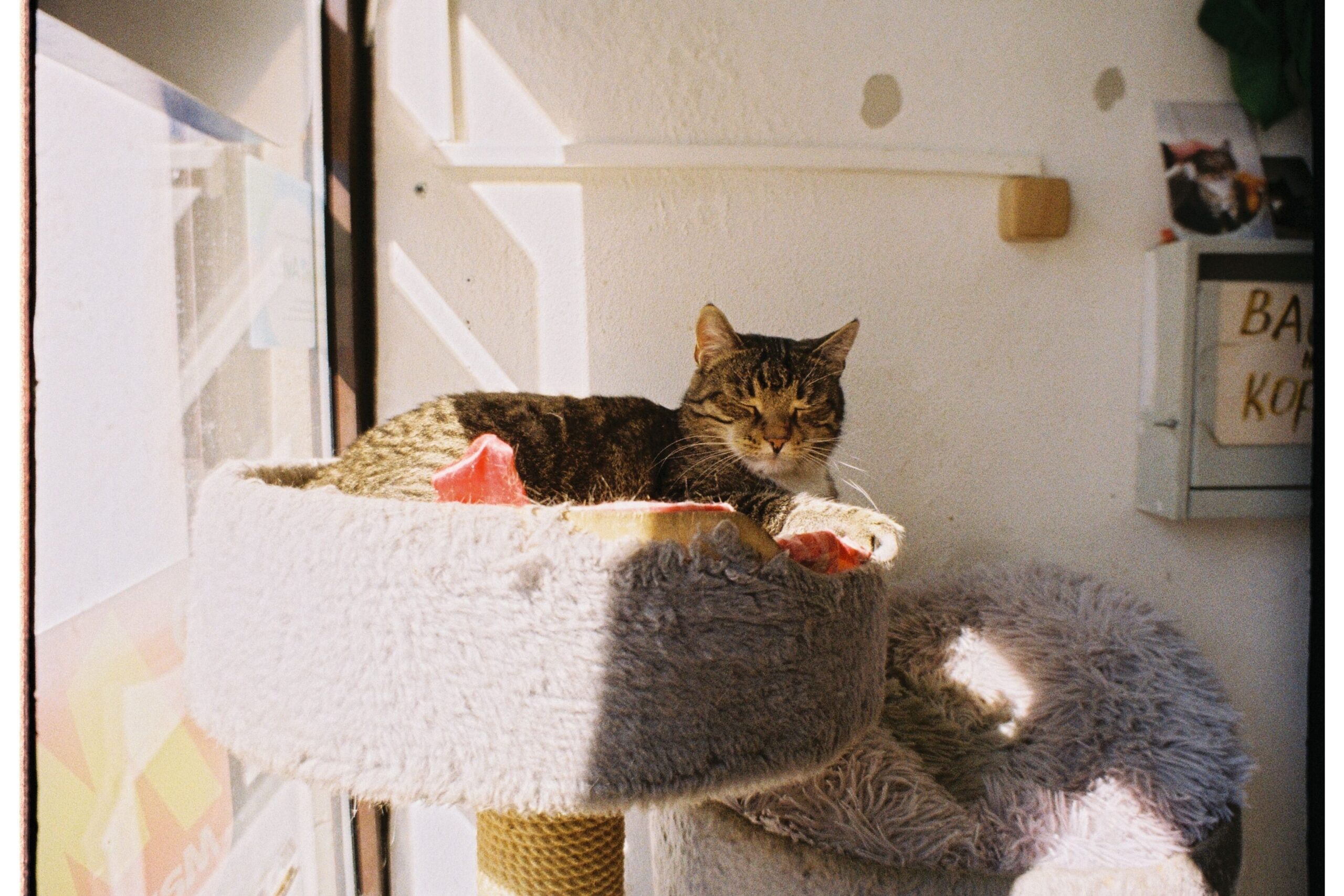 キャットタワーでくつろぐ猫