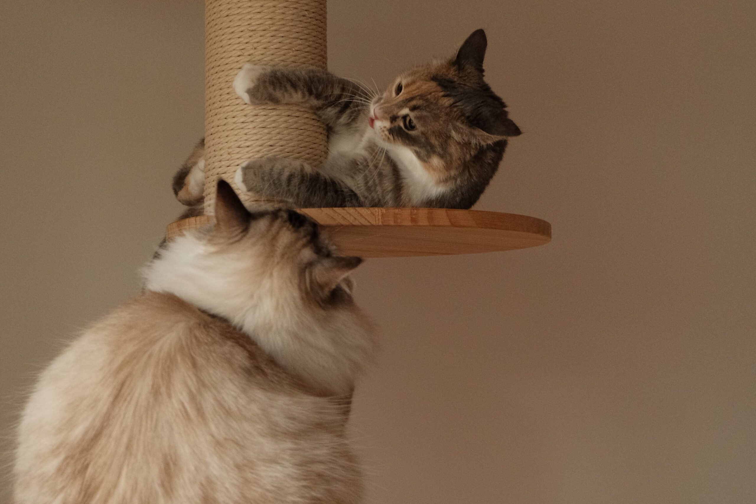 キャットタワーで遊ぶ2匹の猫