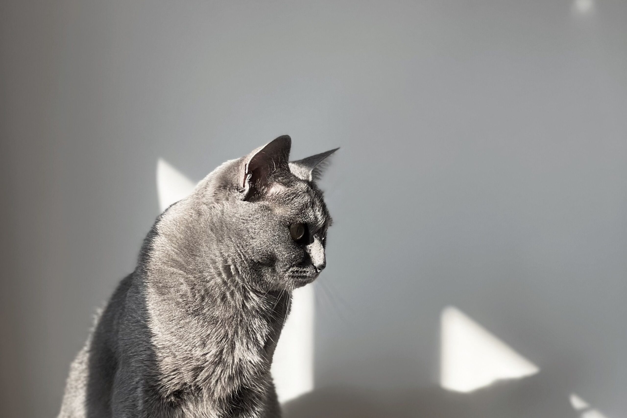 キャットタワーに座る猫