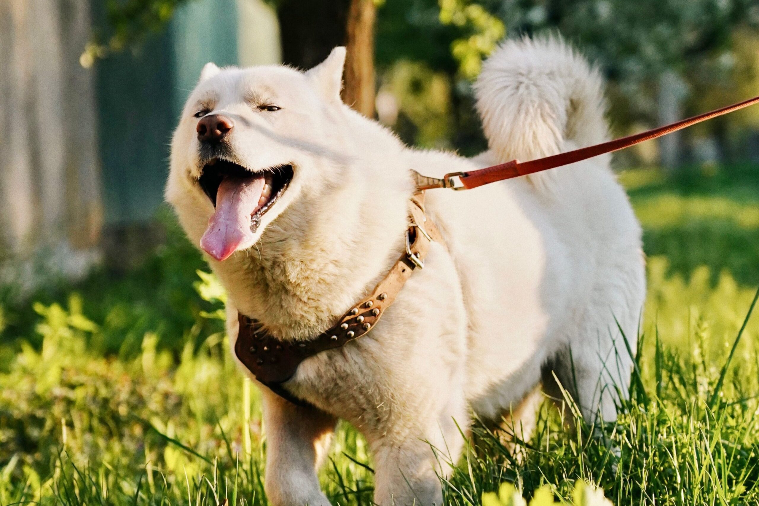 ハーネスをつけた白い犬