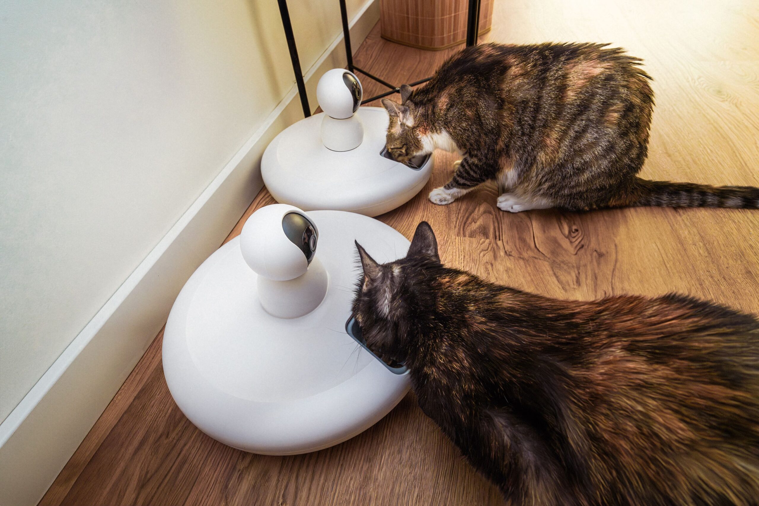 petfeeder-1.jpg