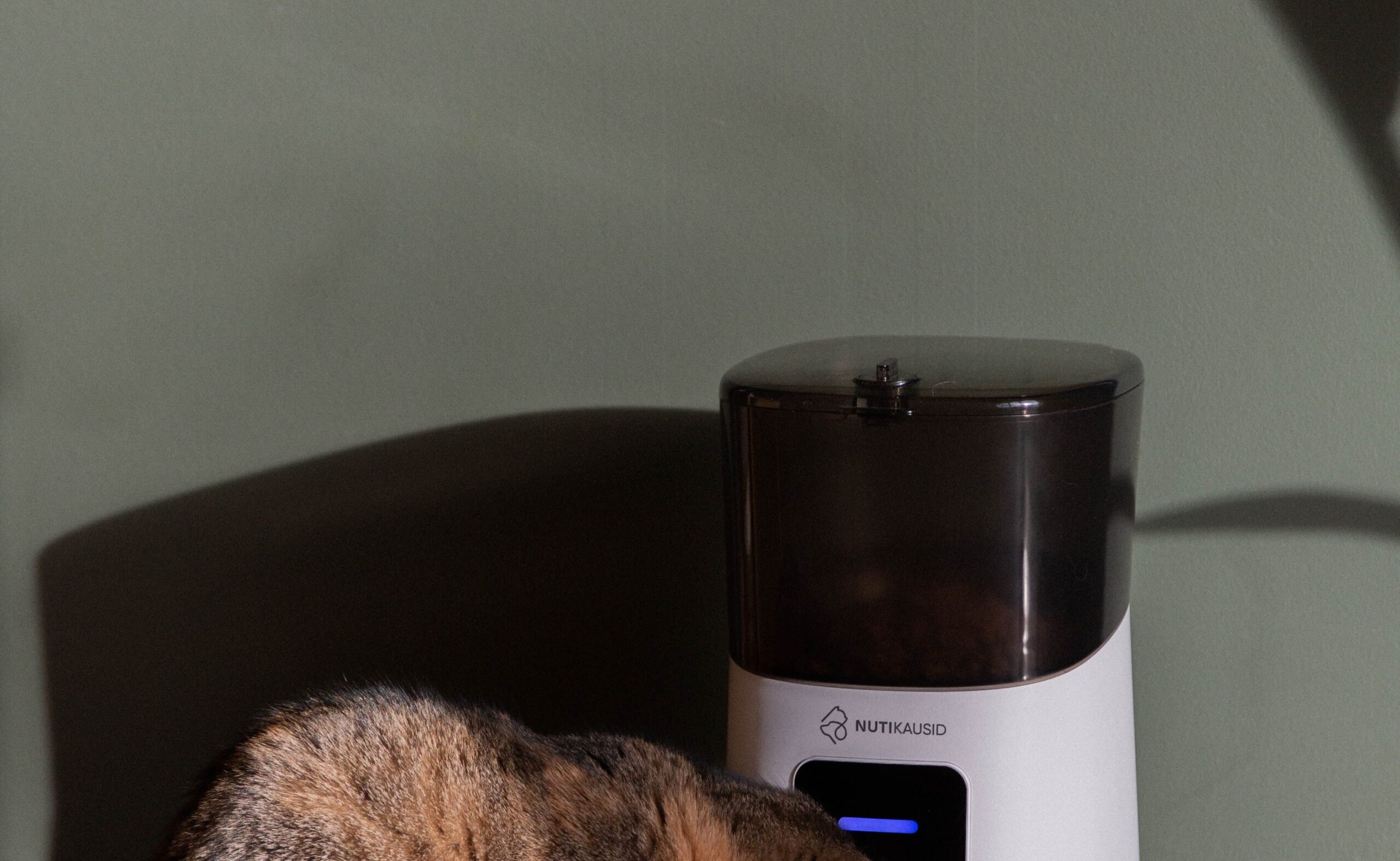 petfeeder-3.jpg