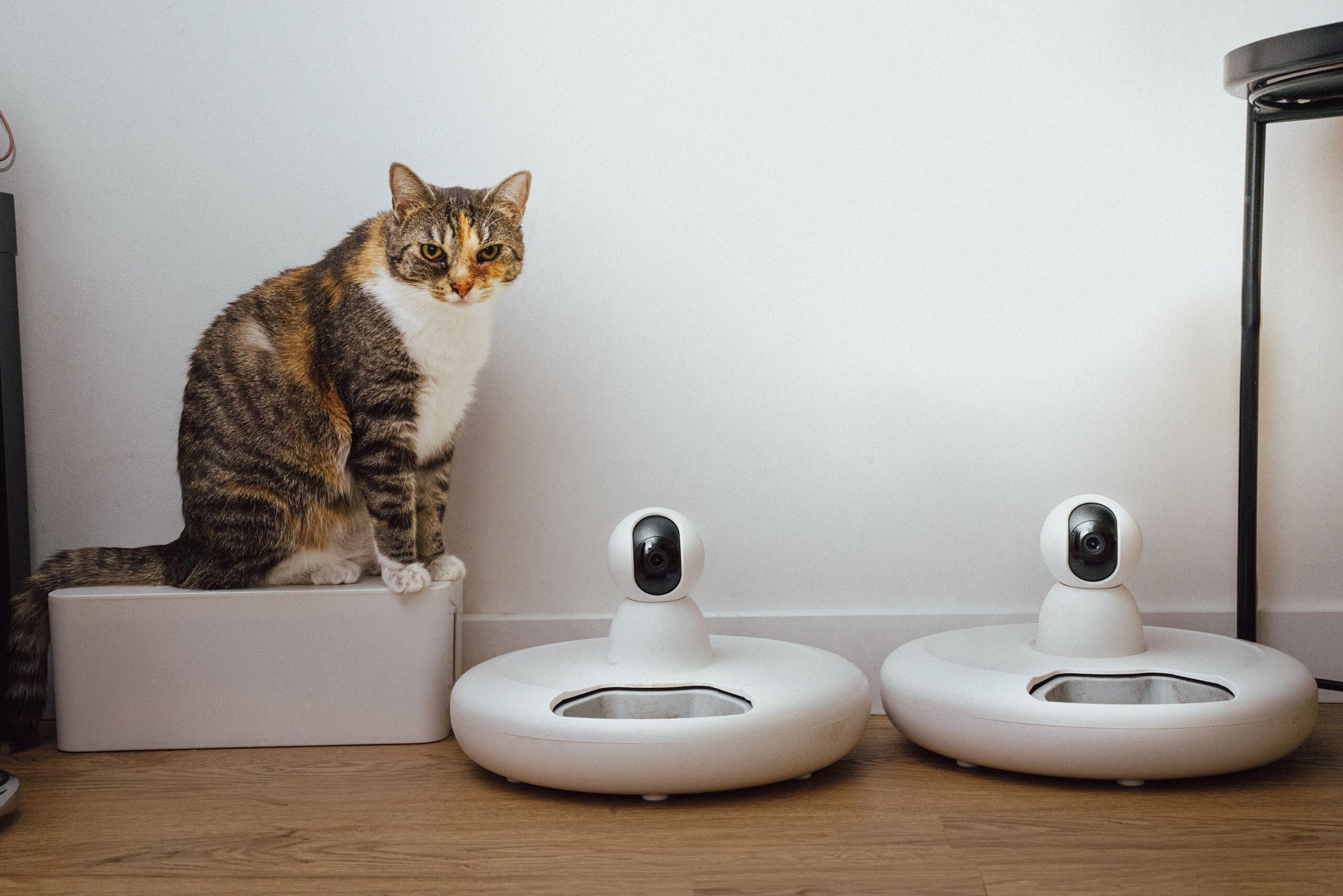 petfeeder-4.jpg