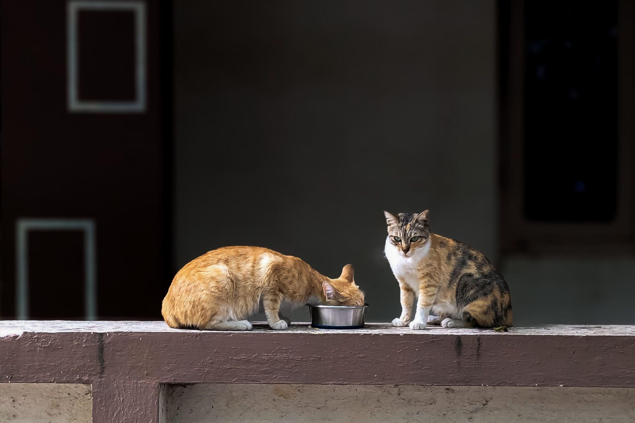 petfountain-1.jpg