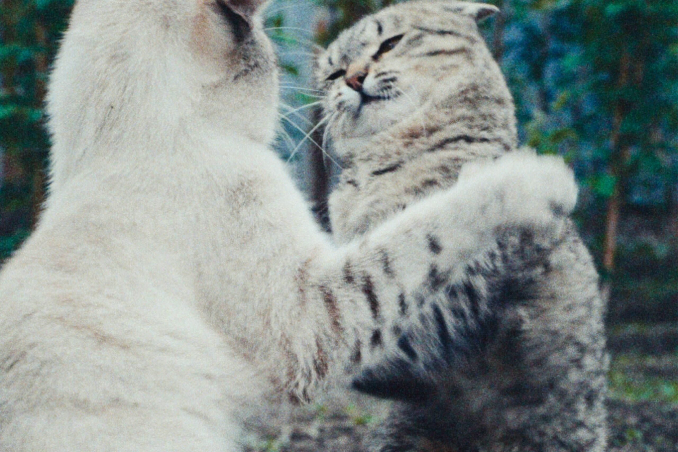petfountain-3.jpg